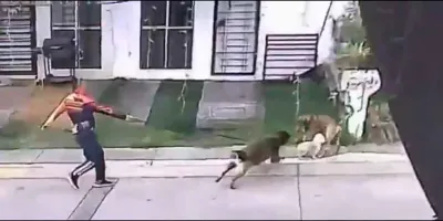Investigan a director del IMSS por ataque de su perro en Uruapan. VIDEO