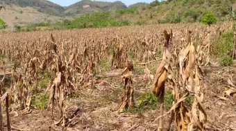 Productores de 112 municipios poblanos sufren la sequía