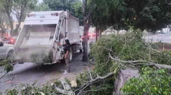 Ráfagas de viento derriban árboles en la capital y dañan autos
