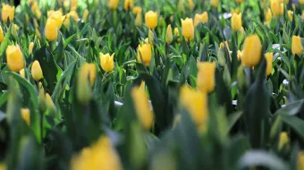 Expo Tulipán 2025: Atlixco celebra el símbolo de amor y tradición