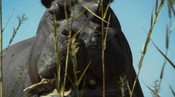 Pepe, el documental poco convencional narrado a través de un Hipopótamo