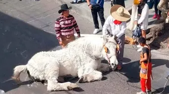 Casi muere caballo que transportaba a quinceañera en Atlixco; denuncian maltrato