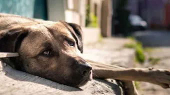 Valora la Fiscalía 63 denuncias por MALTRATO ANIMAL
