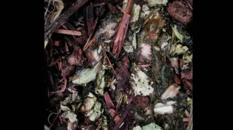 ‘Sembrando Vida’ impulsa sostenibilidad agrícola con residuos del Mercado Domingo Arenas