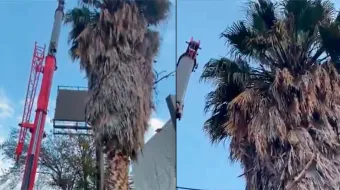 Empresa fue denunciada ante Fiscalía por derribo de palmera, pero tenían autorización 