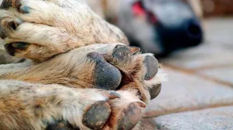 Denuncian envenenamiento de perros en Coxcatlán; Asociación animalista ya toma acciones