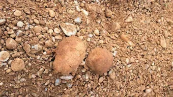 Pastores hallaron cráneo y fémur en campos de Tecamachalco