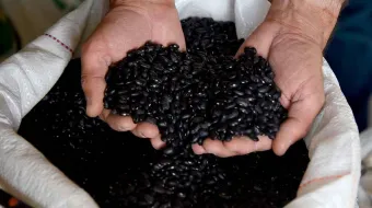 Cosechando soberanía: Puebla liderará proyectos de alimentación 