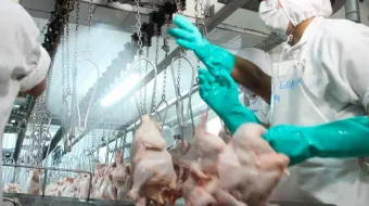 Brote de influenza aviar H5N1 en Brasil activa alerta sanitaria en México