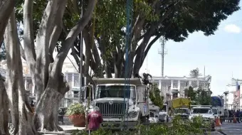 Por ley, el Congreso dará mayor atención a la zona arbolada en Puebla