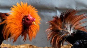 Será “acalorado” el debate legislativo por fiesta taurina y peleas de gallos