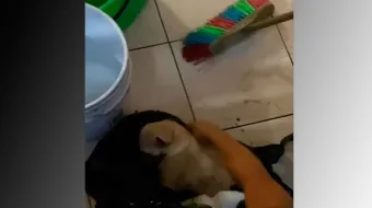 VIDEO. Indignación en Apodaca: muere cachorro encerrado en bolsa tras presunto caso de maltrato animal