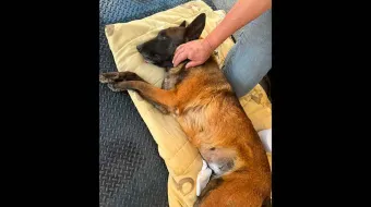 Ayuntamiento de Texmelucan busca reducir población canina y felina con jornadas de esterilización