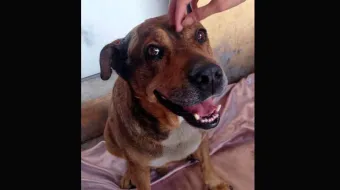 Centro de Bienestar Animal atiende a lomito agredido con arma punzocortante