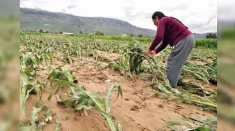 Huracanes devastan el campo mexicano; Agricultores en alerta por tercera temporada de desastres consecutiva