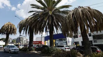 Por temporadas de lluvias serán revisadas las palmeras de la capital