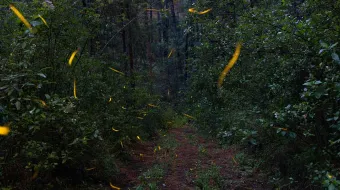 Temporada de avistamiento de luciérnagas 2025 en Santa Rita Tlahuapan