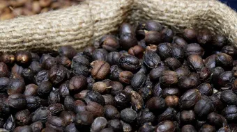 Puebla busca consolidarse como potencia cafetalera con la marca “Cinco de Mayo”