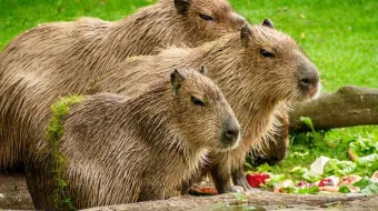 Capibaras en redes sociales: la moda que impulsa su venta ilegal y amenaza su hábitat natural
