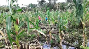 Cosechas de hortalizas, maíz y frijol dañadas por lluvias en 59 municipios