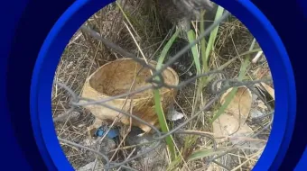 Hallan cráneo falso en Izúcar; era decorativo y hecho de resina, confirman autoridades
