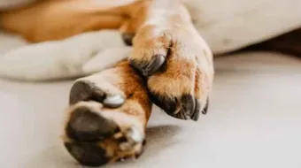 Mueren seis perritos en Tehuacán: acusan envenenamiento y exigen castigo