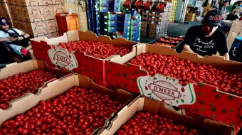 Tomate mexicano bajo ataque: EU impone tarifa histórica impactará a más de 500 mil agricultores