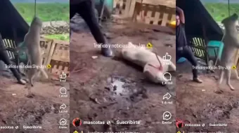 La Fiscalía de Michoacán identificó a los presuntos responsables del asesinato de un perro en Jiquilpan, caso de crueldad animal que generó indignación nacional. Organizaciones exigen justicia y castigo ejemplar.