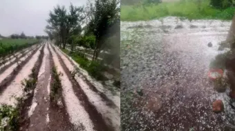 Productores de la zona de Texmelucan necesitan ayuda; granizada acabó con sus cosechas