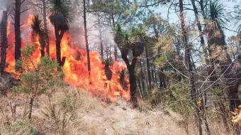 10 mil 730 hectáreas arboladas arrasadas por 299 incendios en Puebla
