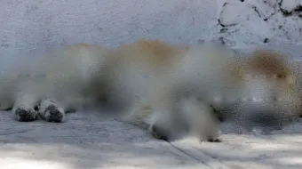 Tehuacán activa protocolo por muerte de perro en vía pública; Fiscalía abre investigación
