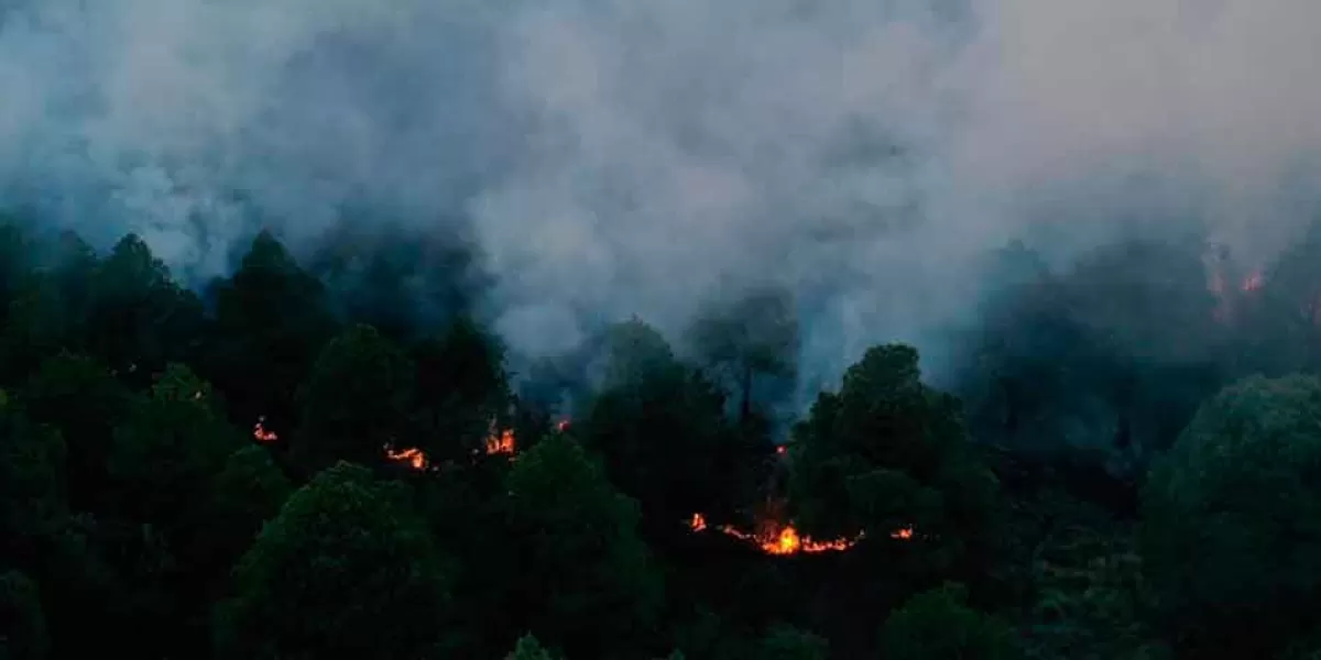 En 10 meses ardieron 8 mil 636 hectáreas de áreas verdes en Puebla: Conafor