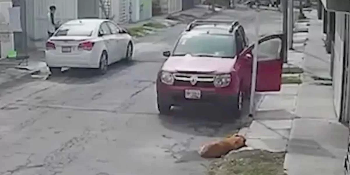 Puebla. Un caso más de maltrato animal, camioneta atropella a perro dormido a propósito