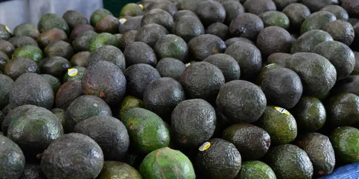 En Serdán, se dispara el precio del aguacate