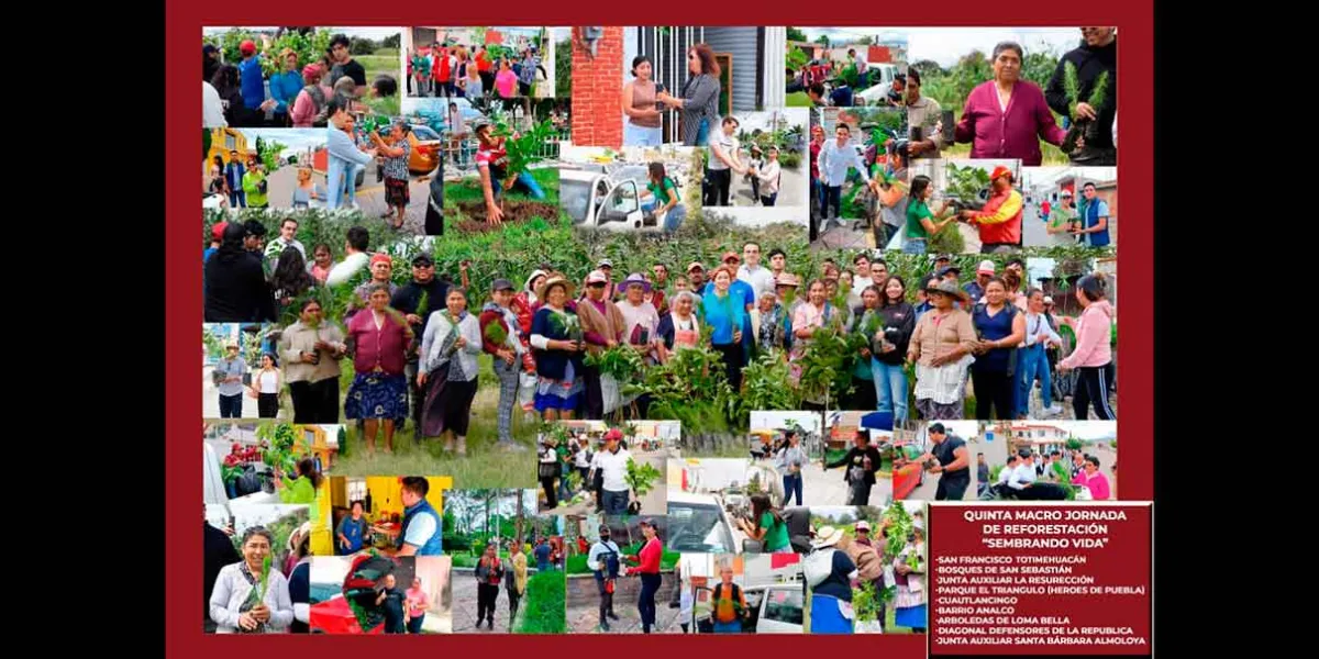 Todo un éxito Quinta Jornada de Reforestación encabezada por Armenta