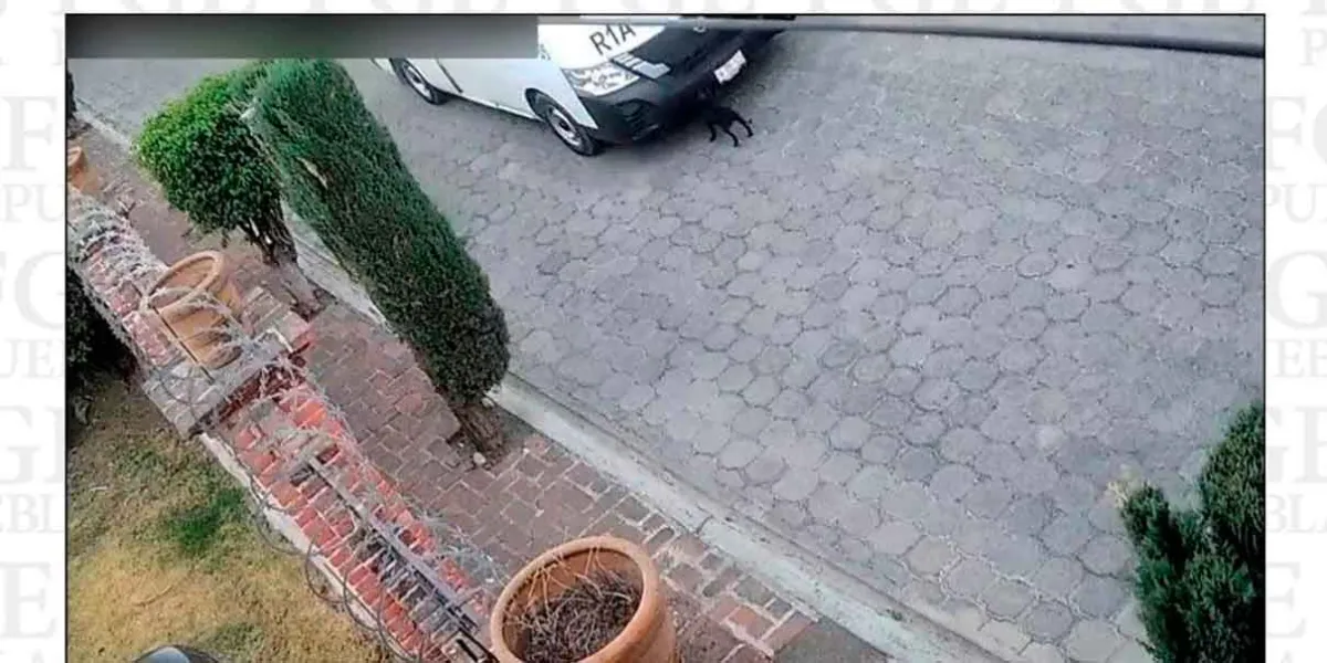 Vinculan a proceso a conductor que atropelló intencionalmente a perrita en Atlixco