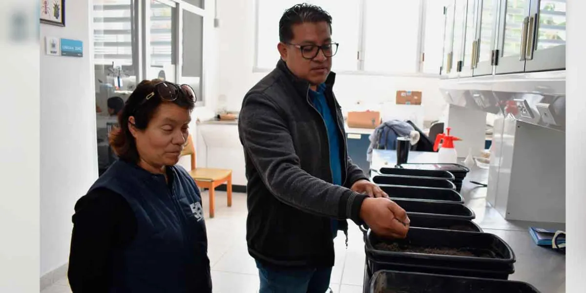 Investigadora del ICUAP estudia el comportamiento biológico de la plaga conocida como “gallina ciega” para su control