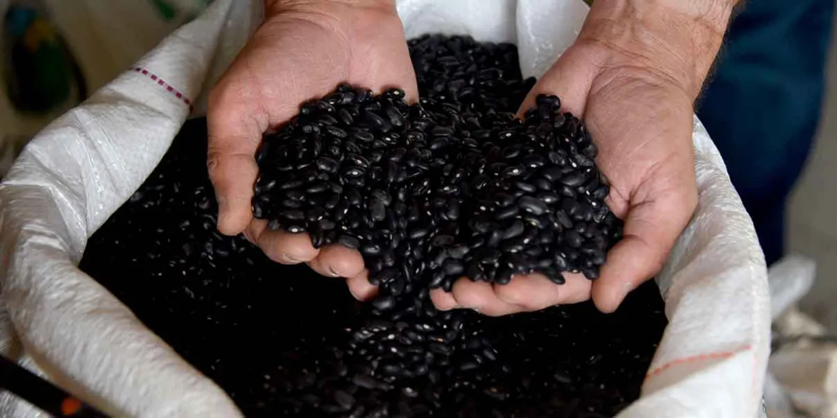 Cosechando soberanía: Puebla liderará proyectos de alimentación 