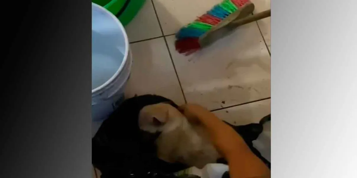 VIDEO. Indignación en Apodaca: muere cachorro encerrado en bolsa tras presunto caso de maltrato animal