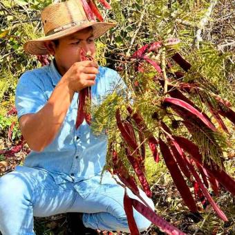 El Guaje: Nutrición y riesgos de una semilla tradicional