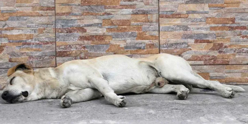 1.2 millones de perros en situación de calle en CDMX 
