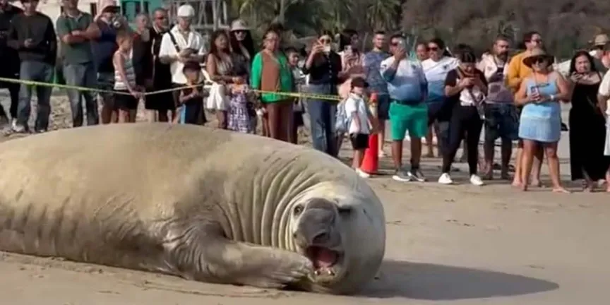 Avistan elefante marino descansando en costas de Nayarit