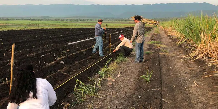 Inversión al campo permite mitigar plagas y elevar productividad en Puebla