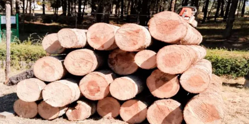 Confiscan madera en zona montañosa entre Puebla y Tlaxcala
