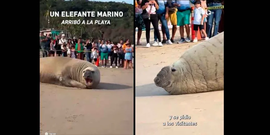 Enorme elefante marino sorprende en playas de Nayarit