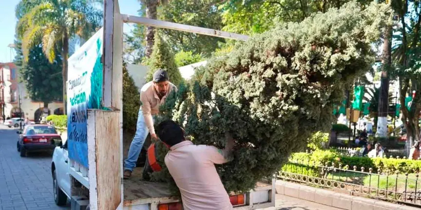 Huauchinango abrió campaña de acopio de árboles de navidad naturales