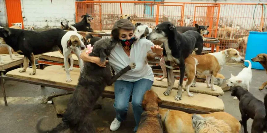 Mueren seis perros rescatados del Refugio Franciscano. Aclaran autoridades que fue antes del traslado