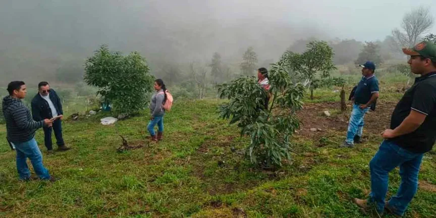 Desarrollo Agropecuario monitorea el cultivo de aguacate en Huauchinango