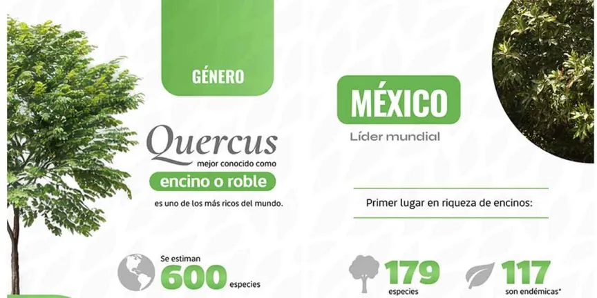 Manual de encinos de la BUAP impulsa conservación del Quercus en México y América Central