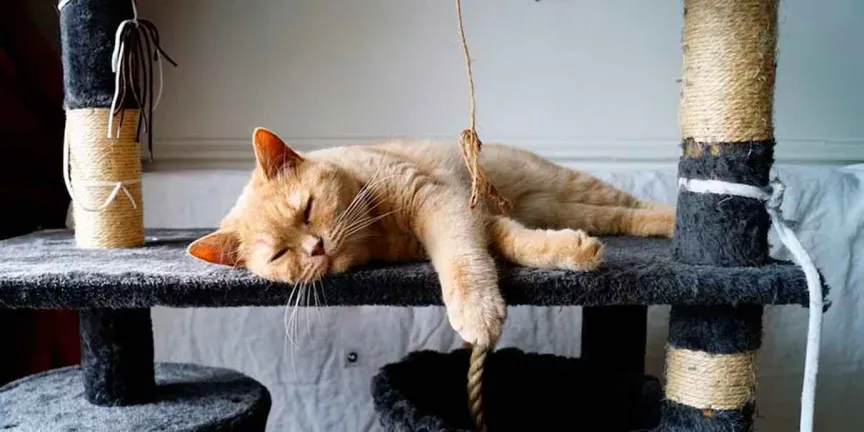 20 de febrero: por qué se celebra el Día Internacional del Gato y sus beneficios